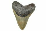 Fossil Megalodon Tooth - North Carolina #273027-1